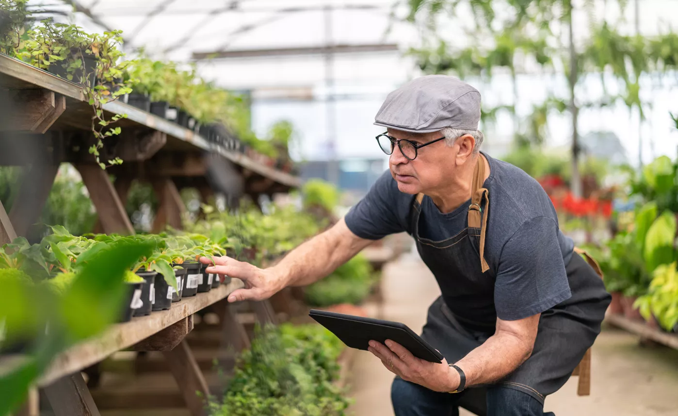  A man with a tablet checks on plants in a commercial greenhouse
