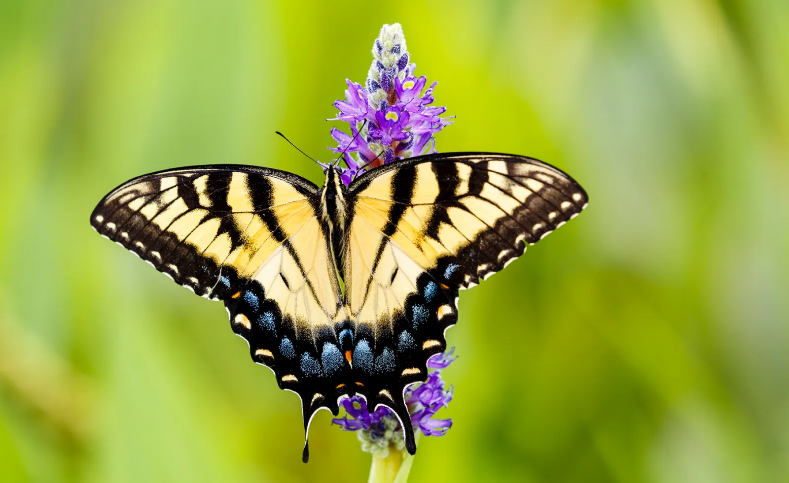 Picture of a butterfly on a flower pollinating.